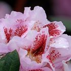 Mittwochsblümchen: Rhododendronblüten nach einem Regen ...