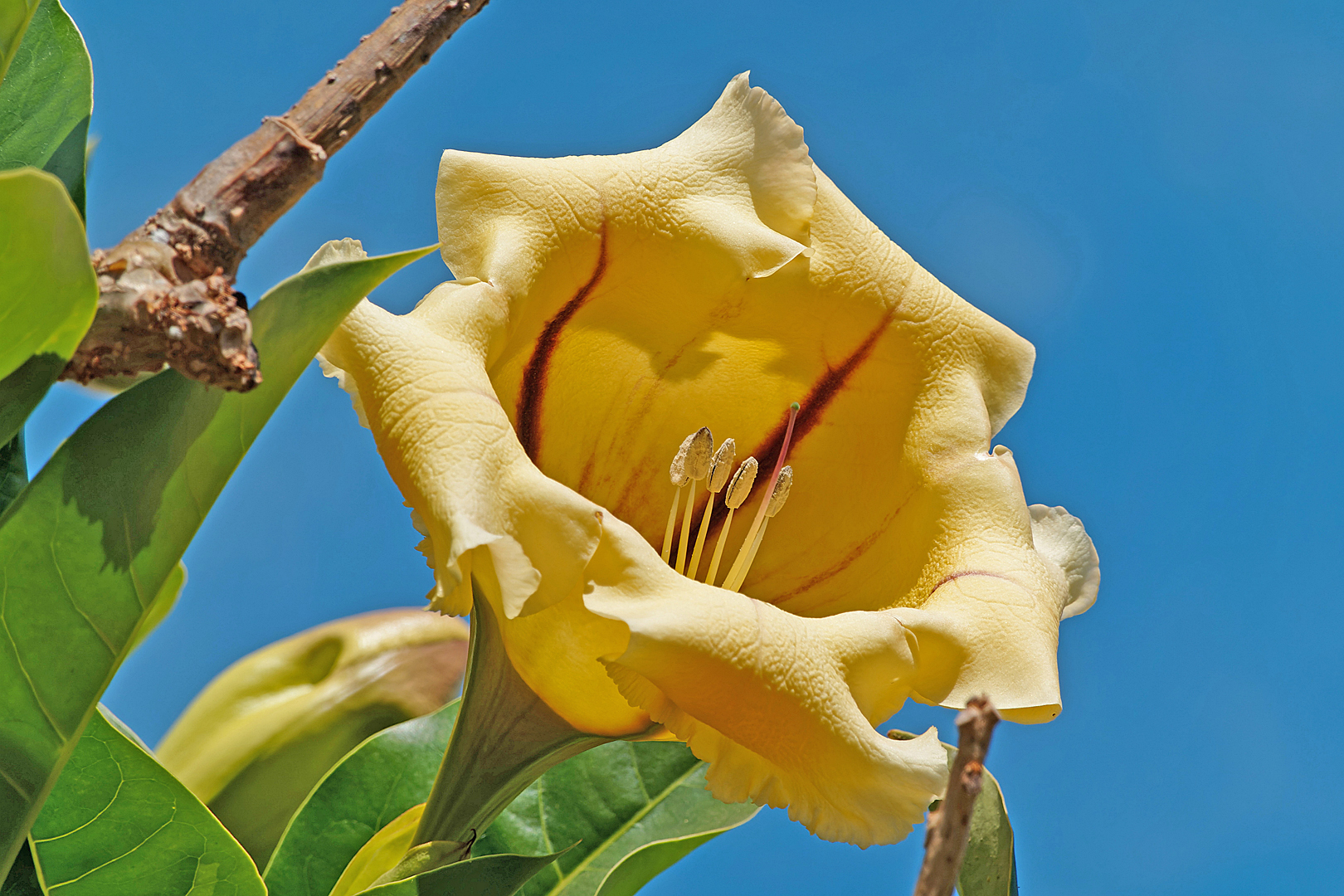 Mittwochsblümchen: Riesen-Goldkelchblüte ...