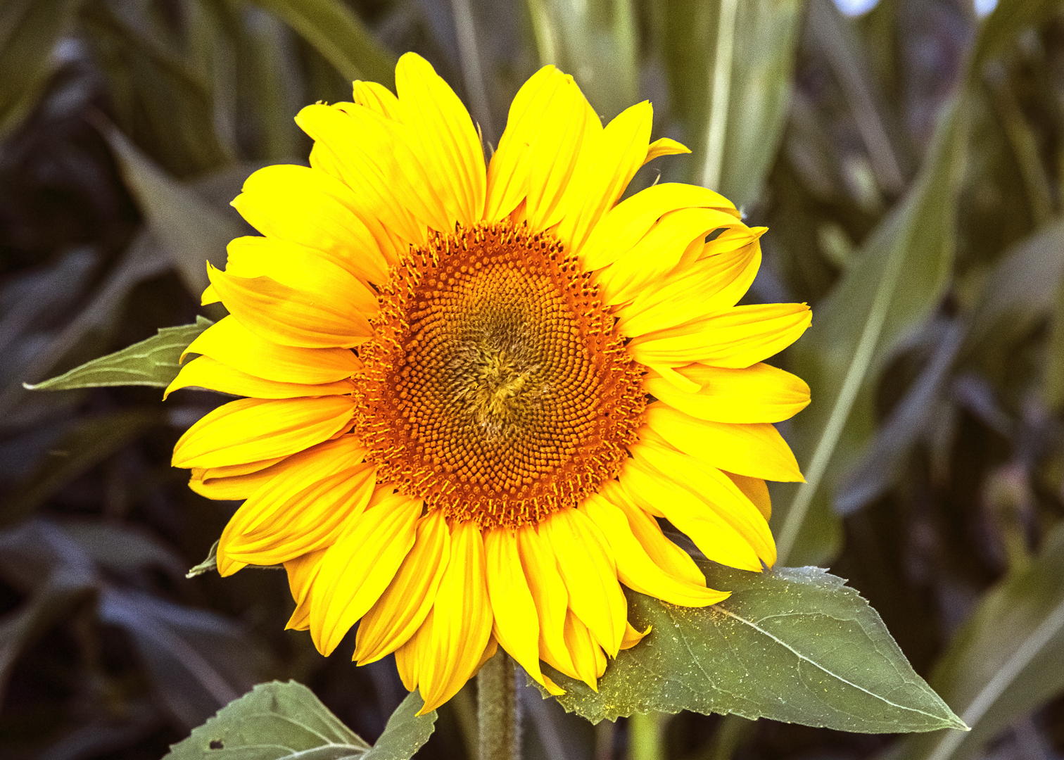 Mittwochsblümchen - Ringelblume