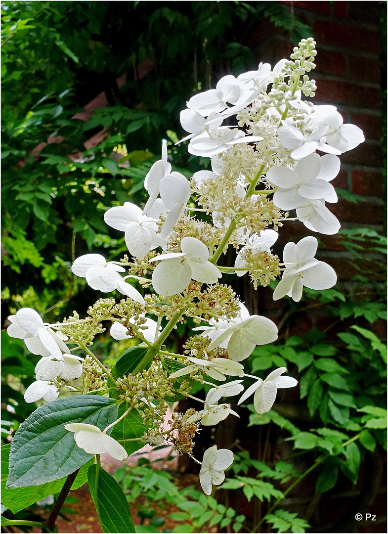 Mittwochsblümchen: Rispenhortensie Hydrangea ...