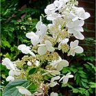 Mittwochsblümchen: Rispenhortensie Hydrangea ...