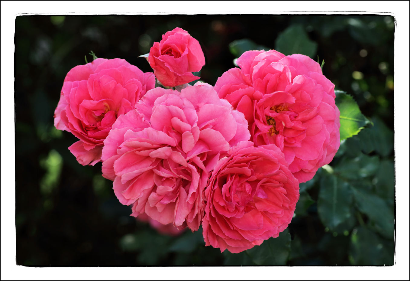 Mittwochsblümchen (Rosarium Uetersen)
