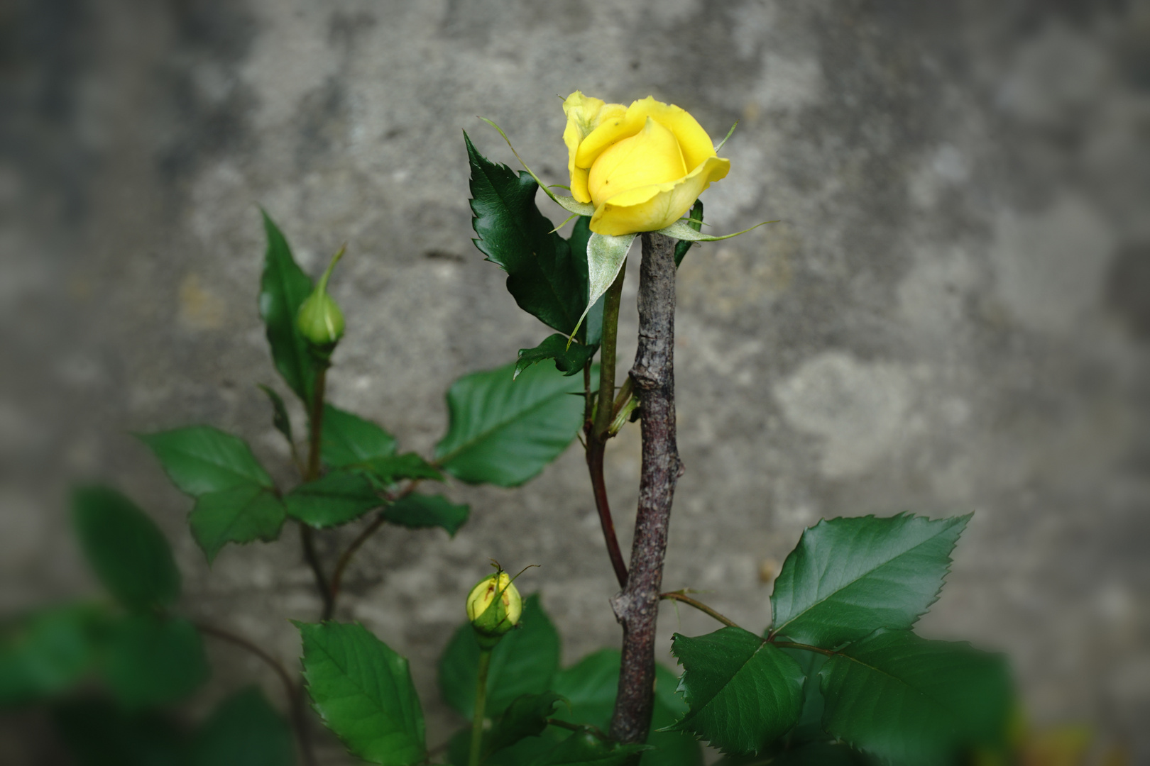 Mittwochsblümchen Rose