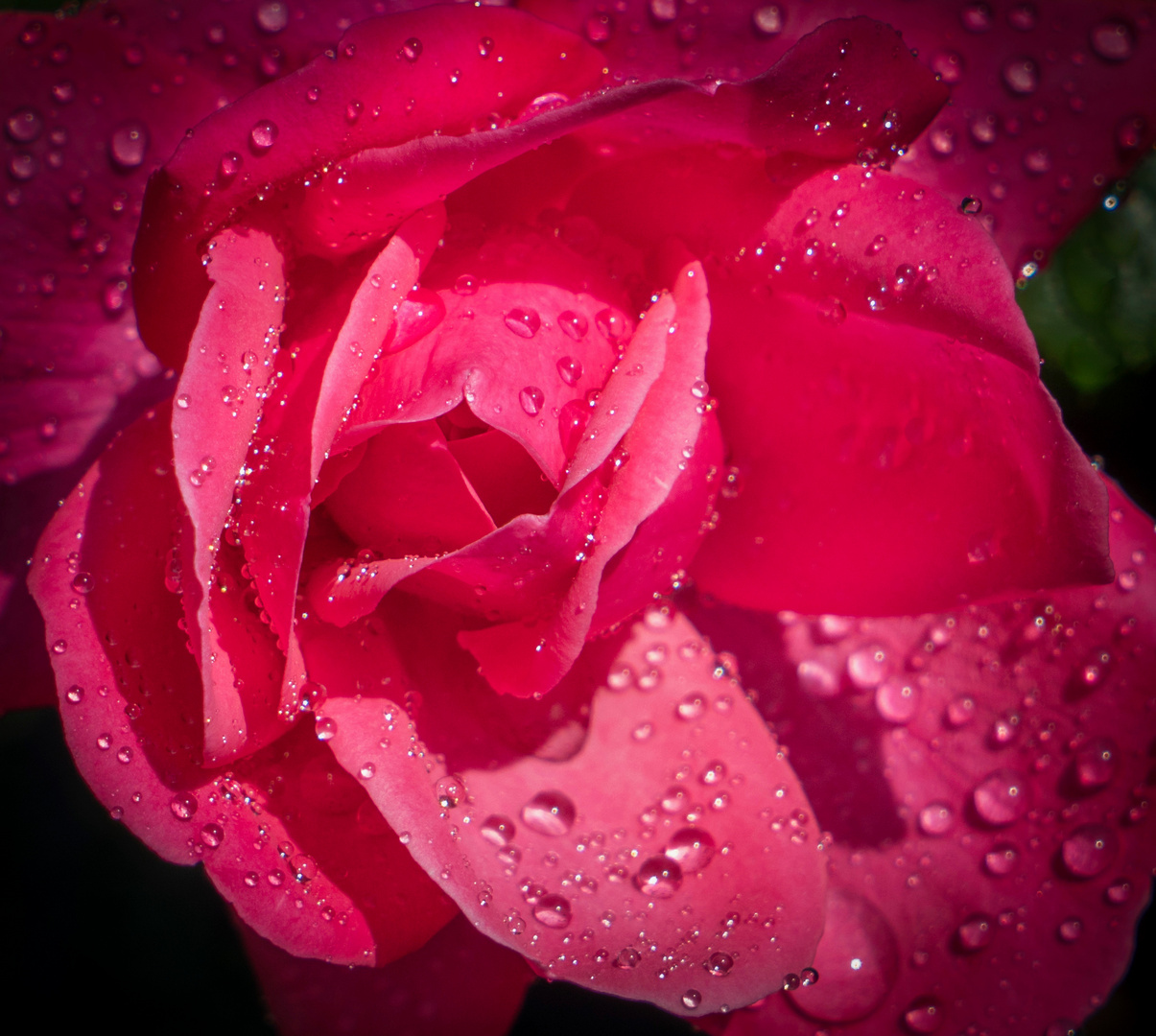 Mittwochsblümchen - Rose