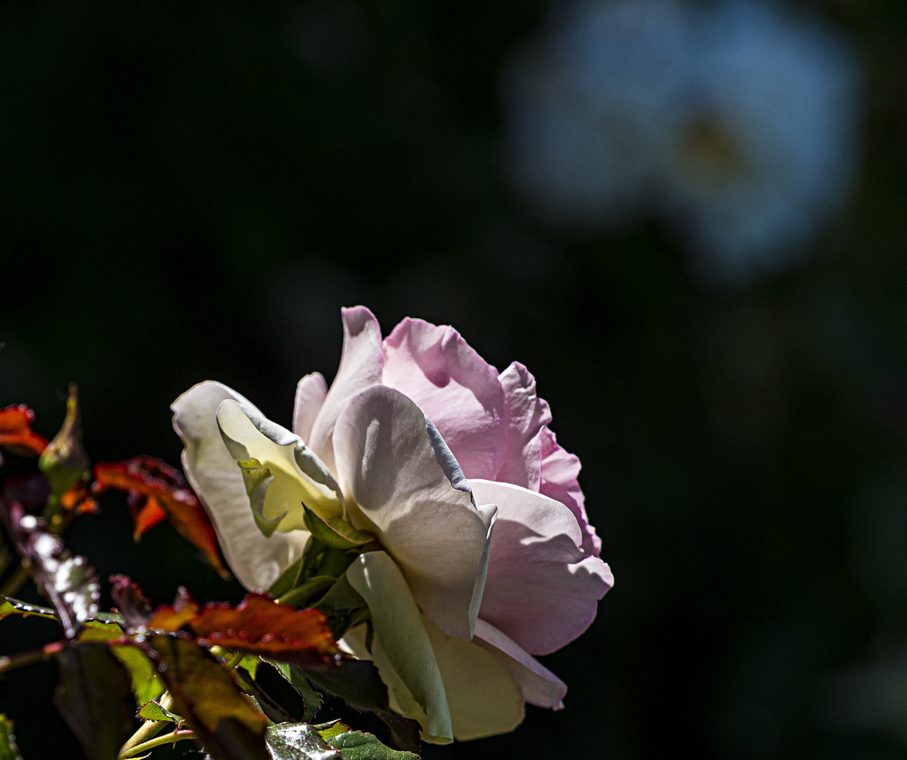 Mittwochsblümchen - Rose im frühen Licht