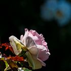 Mittwochsblümchen - Rose im frühen Licht