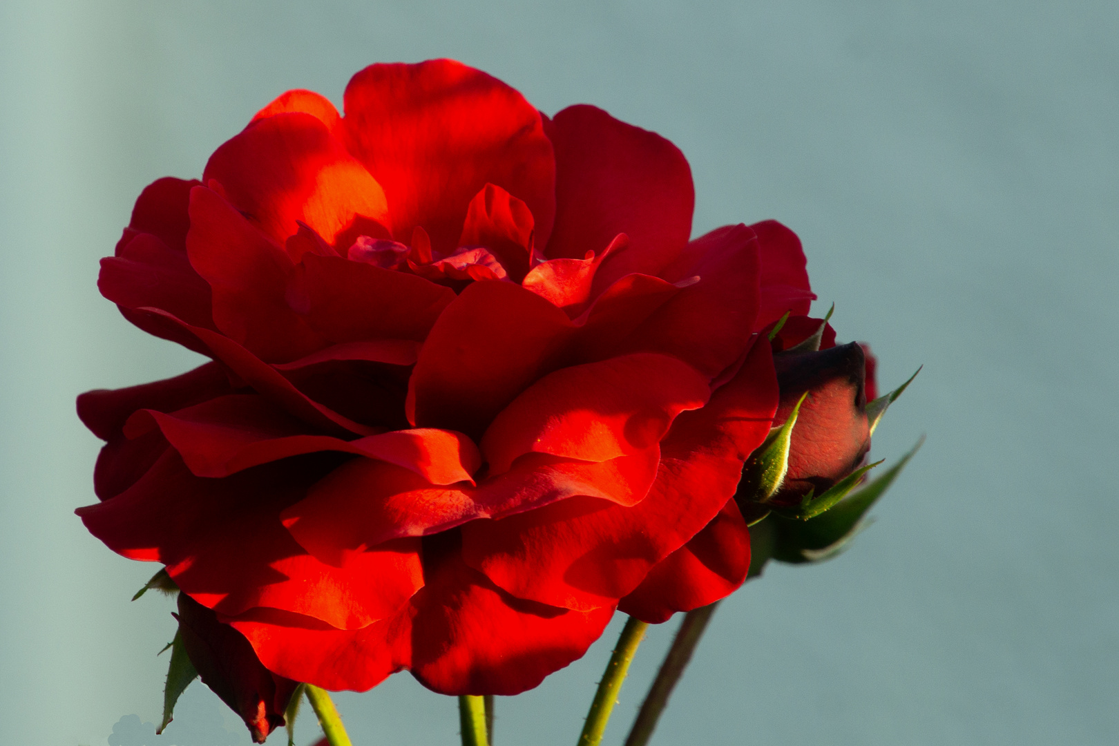 Mittwochsblümchen / Rose im letzten Sonnenstrahl