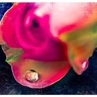 Mittwochsblümchen- Rose mit Tropfen