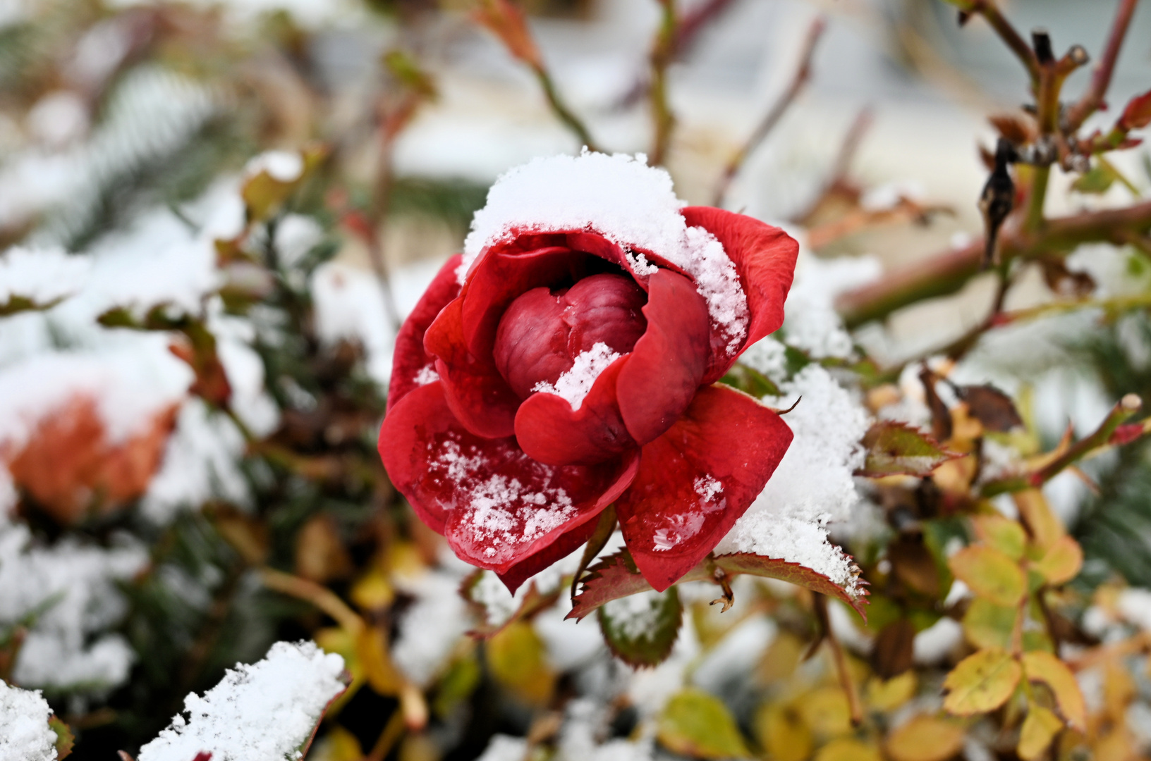 Mittwochsblümchen (Rose trotzt dem Winter)