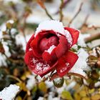 Mittwochsblümchen (Rose trotzt dem Winter)