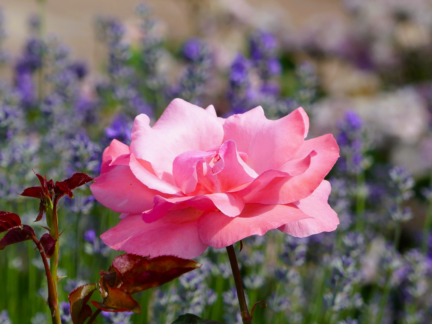 Mittwochsblümchen - Rose und Lavendel...