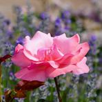 Mittwochsblümchen - Rose und Lavendel...