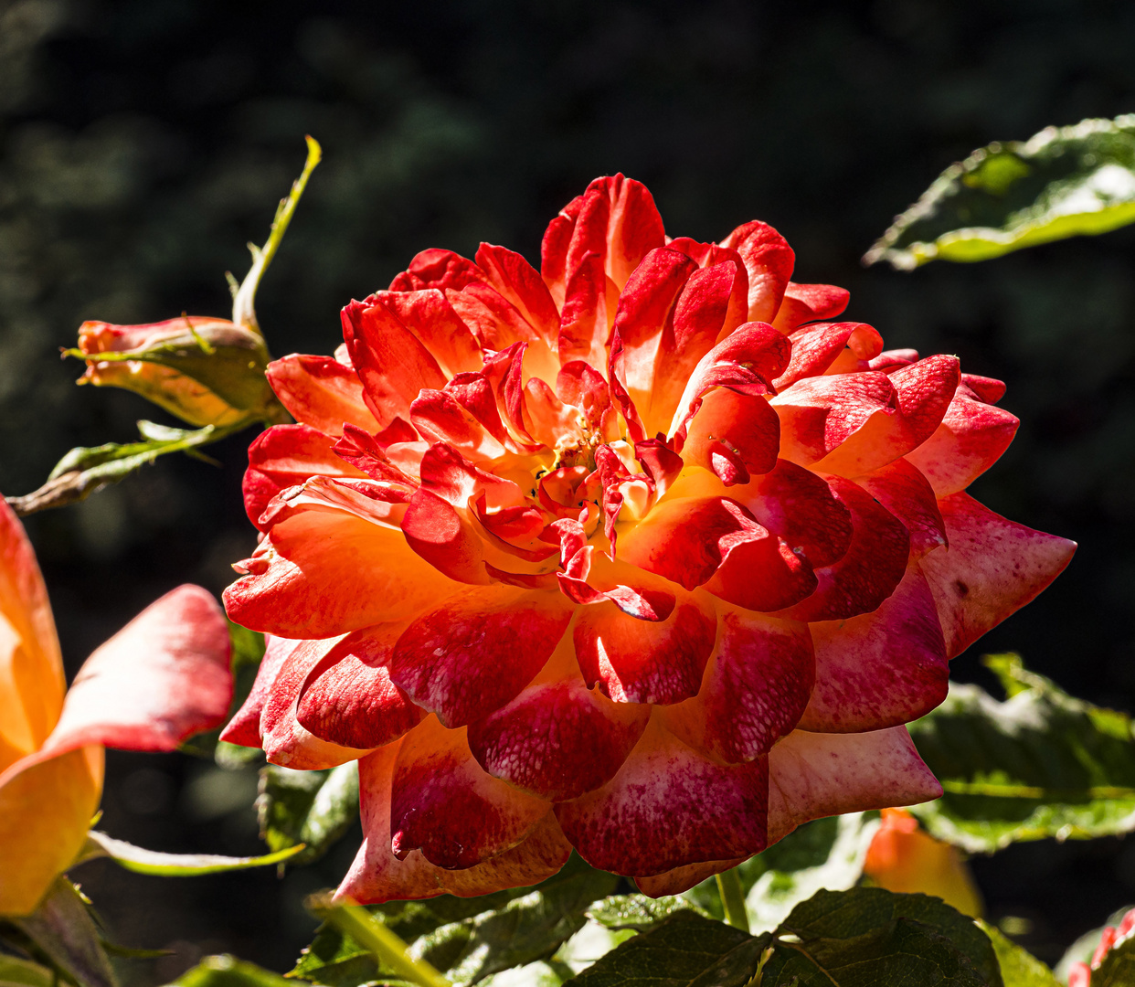 Mittwochsblümchen - Rose1
