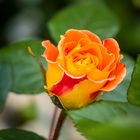 Mittwochsblümchen - Rose1