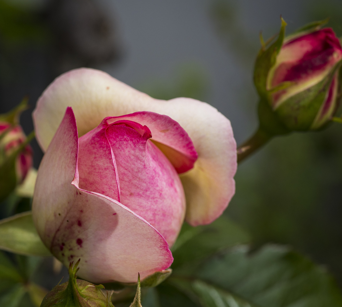 Mittwochsblümchen - Rose2