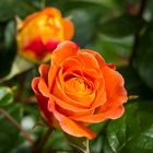 Mittwochsblümchen - Rose4