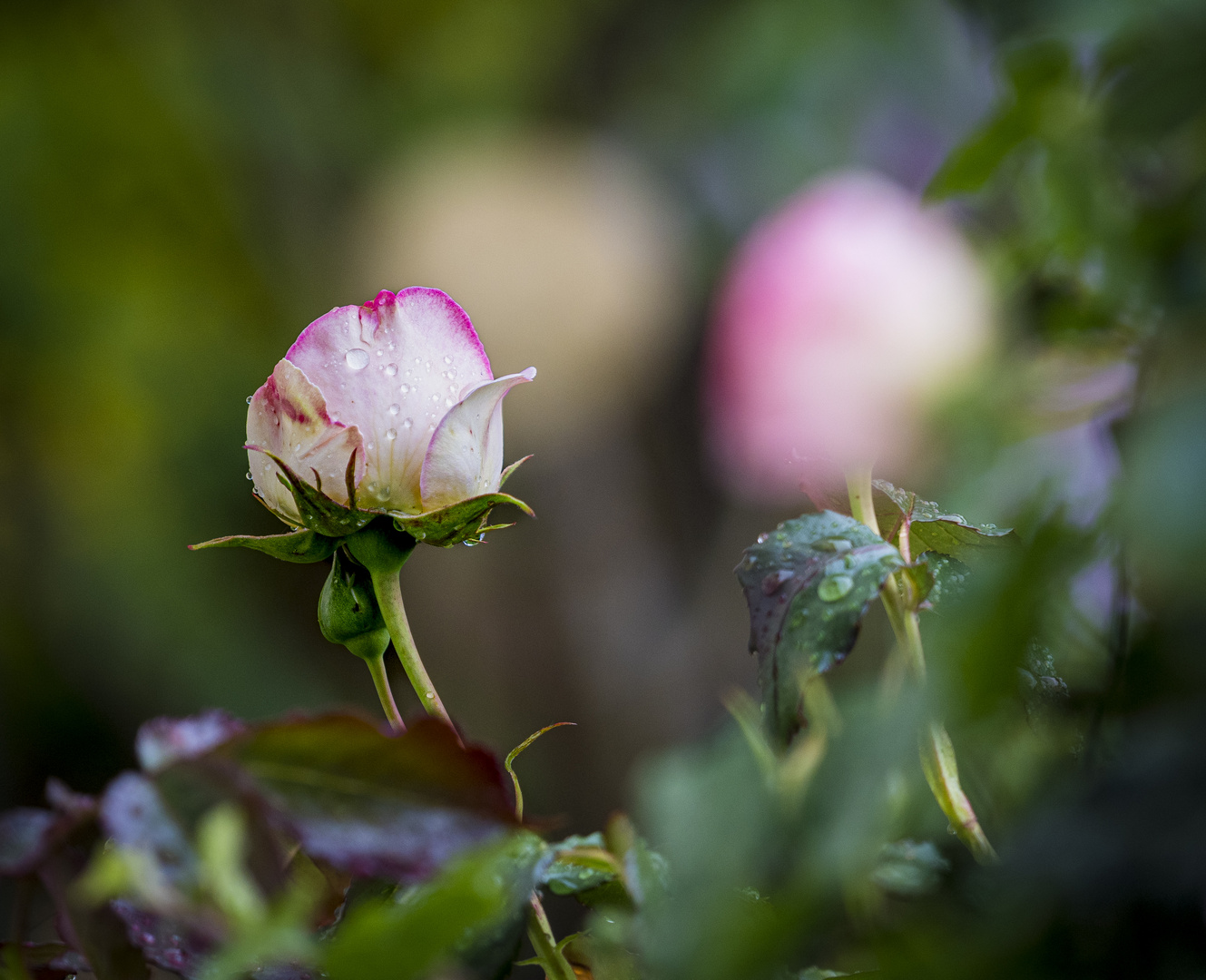 Mittwochsblümchen -Rosen nach dem Regen