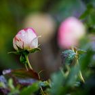 Mittwochsblümchen -Rosen nach dem Regen