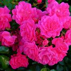 Mittwochsblümchen / Rosen vom Tegernsee
