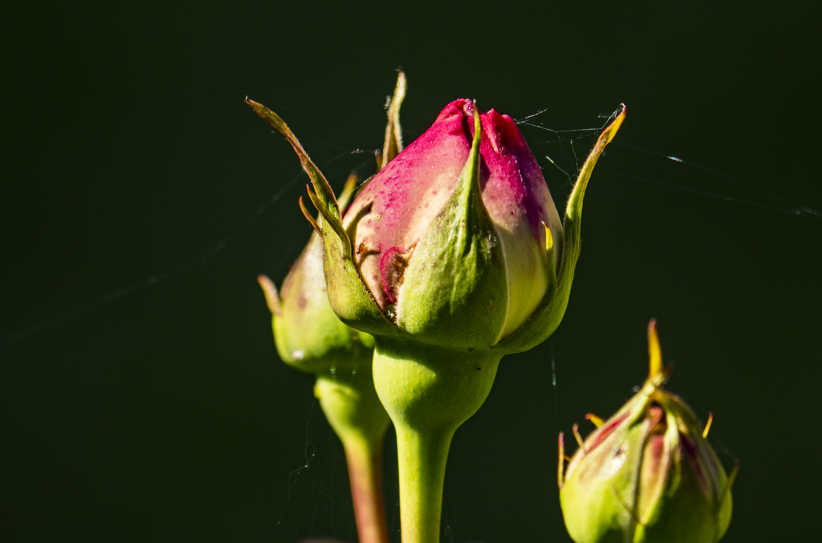 Mittwochsblümchen - Rosenblüte