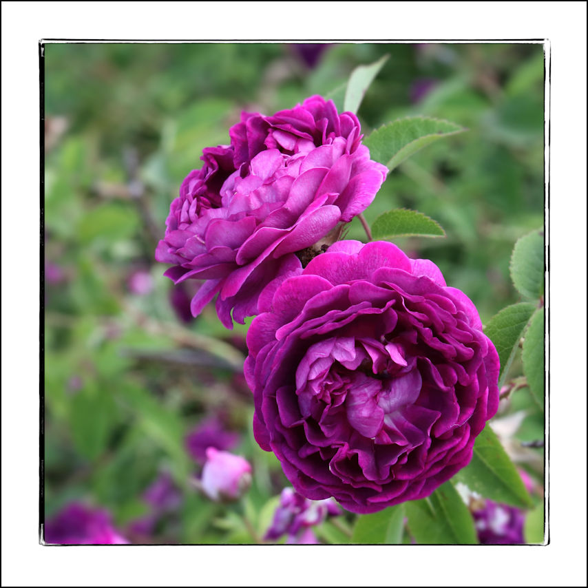 Mittwochsblümchen - Rosenblüten