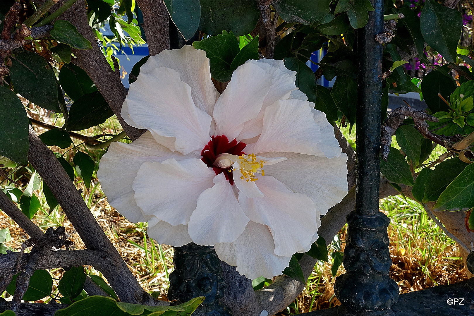 Mittwochsblümchen: Roseneibisch ...