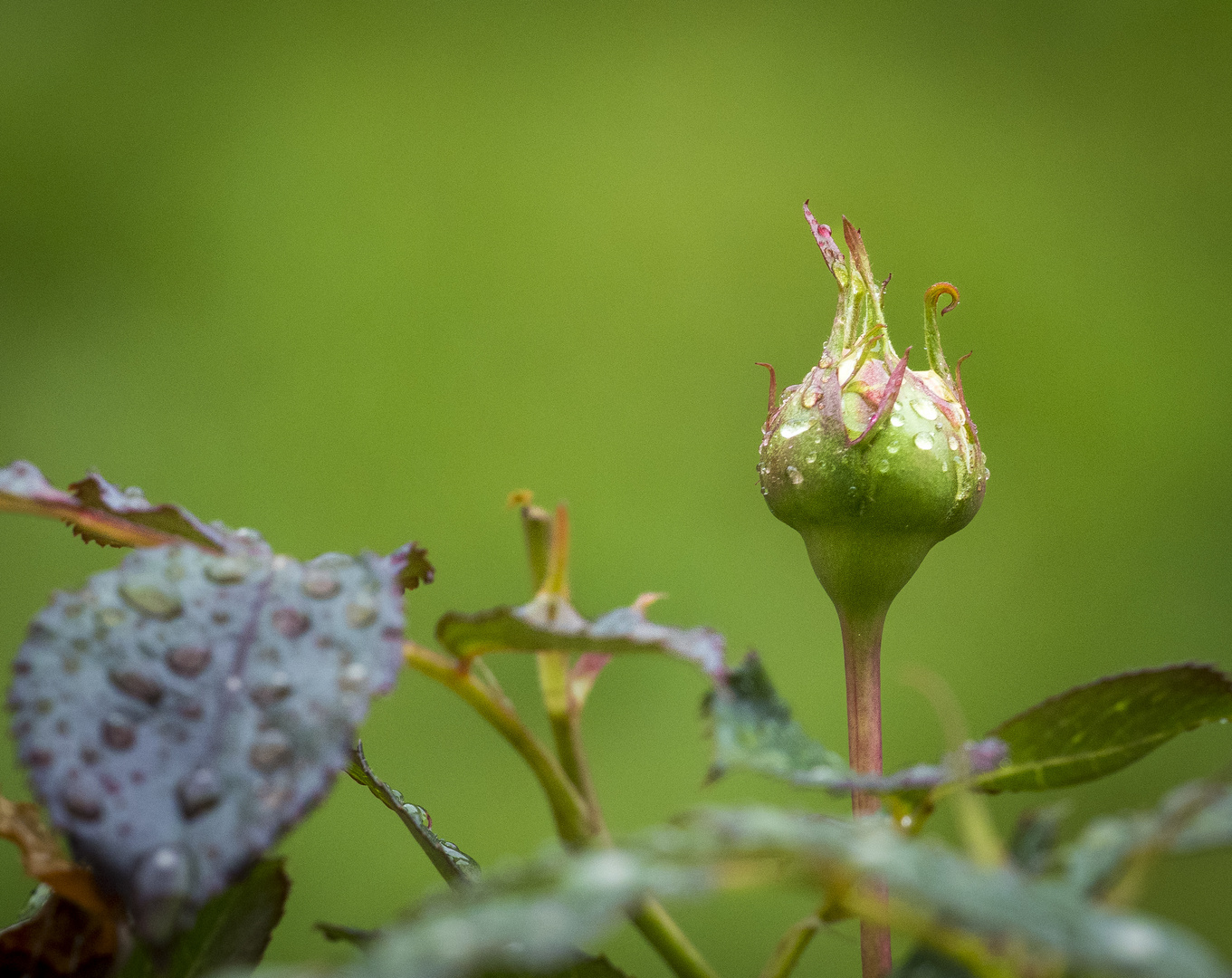 Mittwochsblümchen - Rosenknospe im Regen1