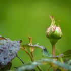 Mittwochsblümchen - Rosenknospe im Regen1