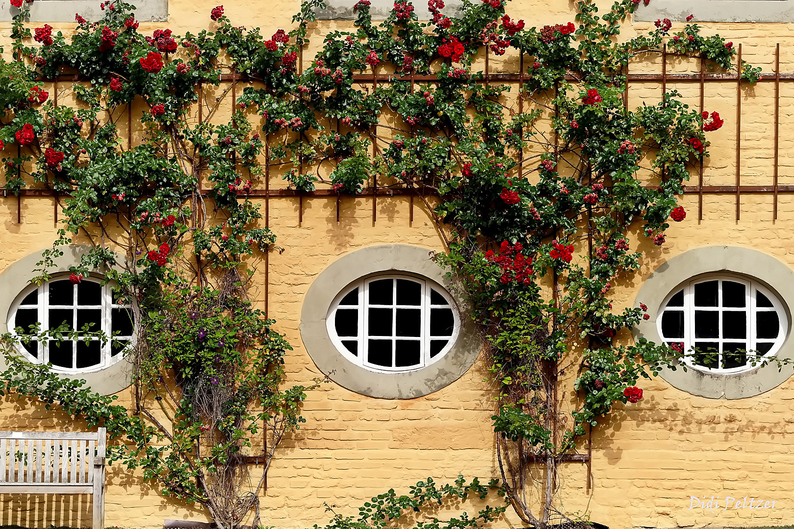 Mittwochsblümchen: Rosenschmuck ...