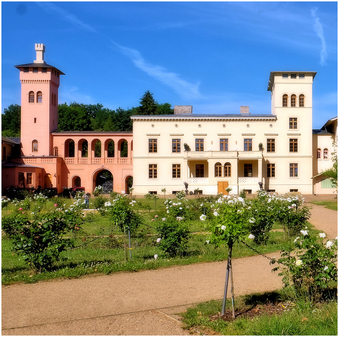 Mittwochsblümchen - Rosenstöcke...