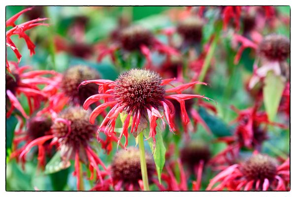 Mittwochsblümchen - Rot