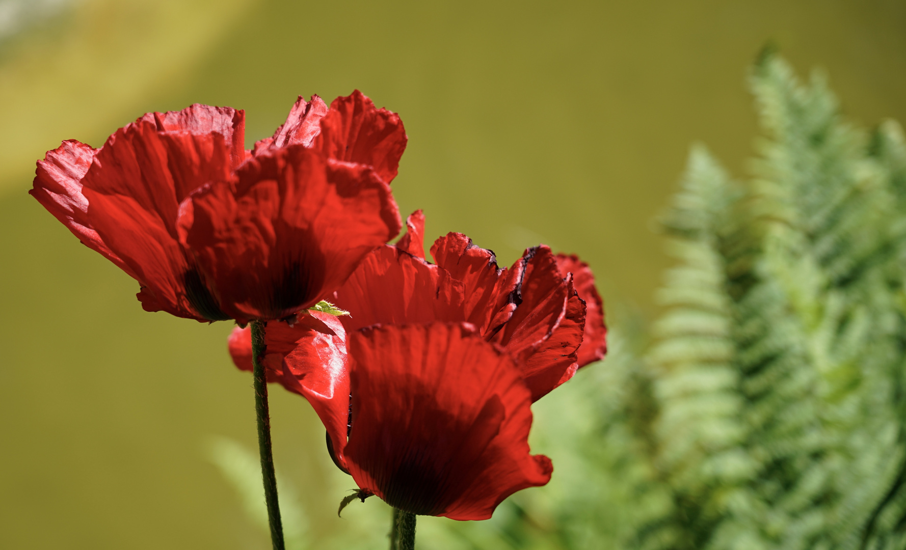 Mittwochsblümchen / Rot, rot, rot sind nicht nur Rosen