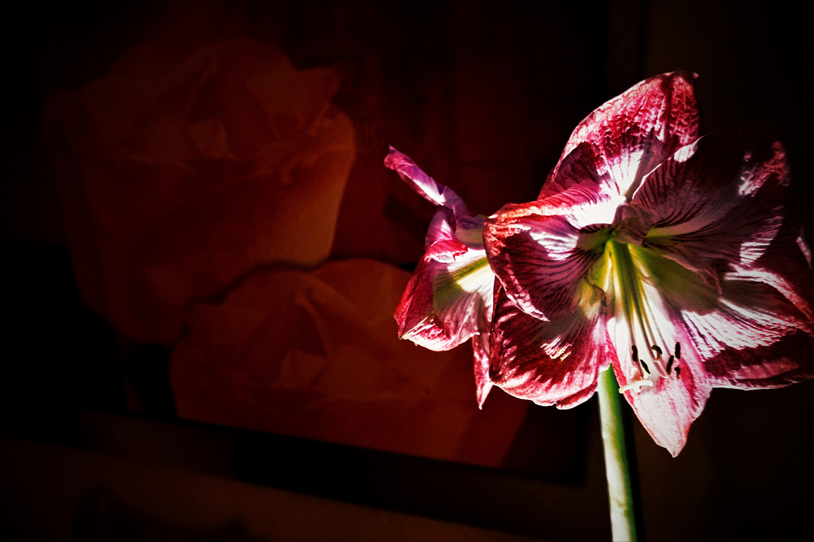 Mittwochsblümchen - Rot-Weiße Amaryllis im Licht