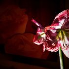 Mittwochsblümchen - Rot-Weiße Amaryllis im Licht