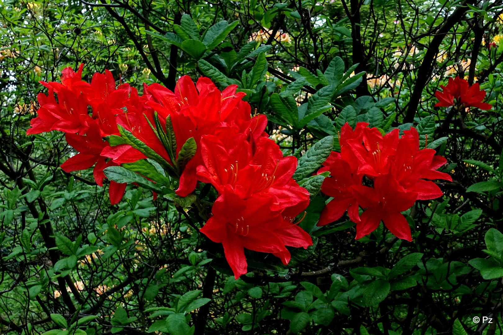 Mittwochsblümchen: Rote Azaleenblüten ...