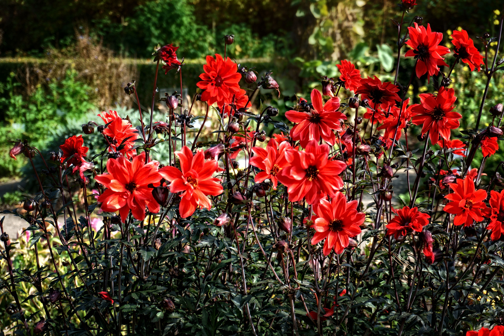 Mittwochsblümchen - Rote Dahlien