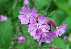 Mittwochsblümchen: Rote Lichtnelke