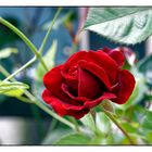 Mittwochsblümchen - rote Rose