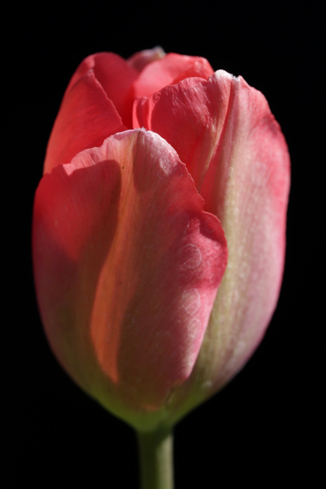 Mittwochsblümchen: rote Tulpe