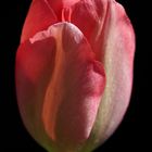 Mittwochsblümchen: rote Tulpe
