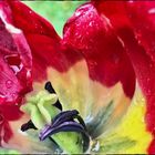 Mittwochsblümchen- Rote Tulpe