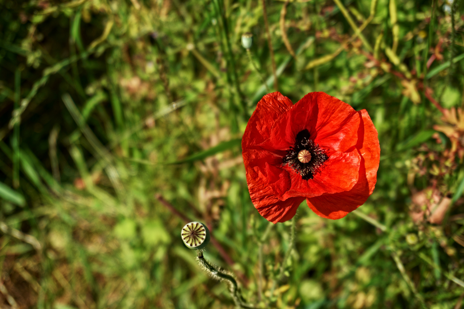 Mittwochsblümchen - Roter Mohn