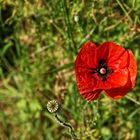 Mittwochsblümchen - Roter Mohn