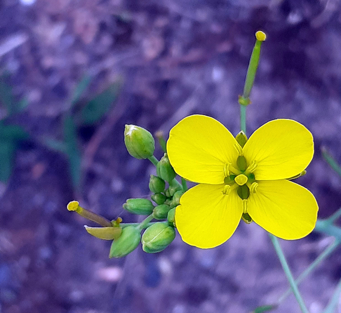 Mittwochsblümchen - Rucola 