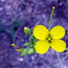 Mittwochsblümchen - Rucola 