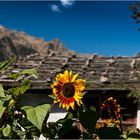 Mittwochsblümchen-Rückblick auf Südtirol......