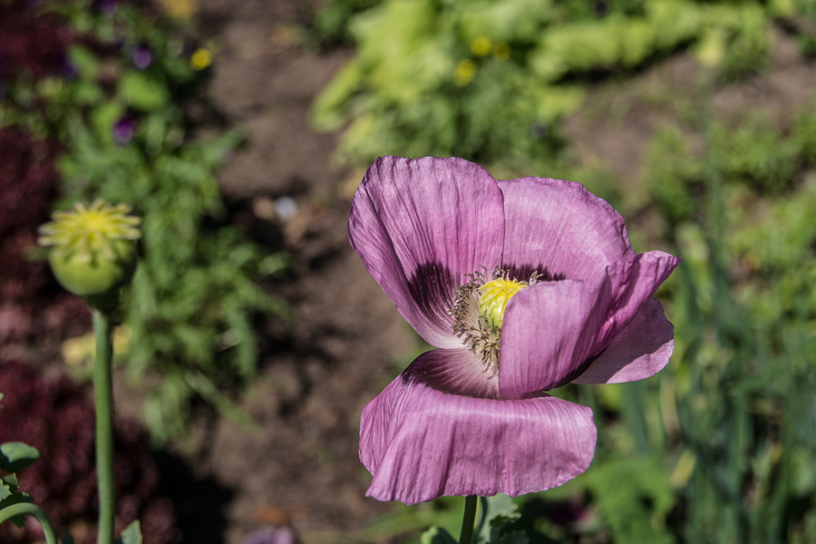 Mittwochsblümchen satt#2