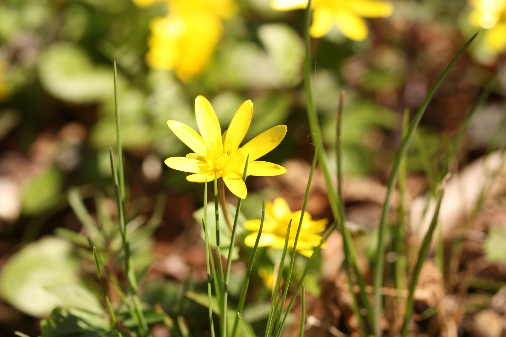 Mittwochsblümchen . Scharbockskraut