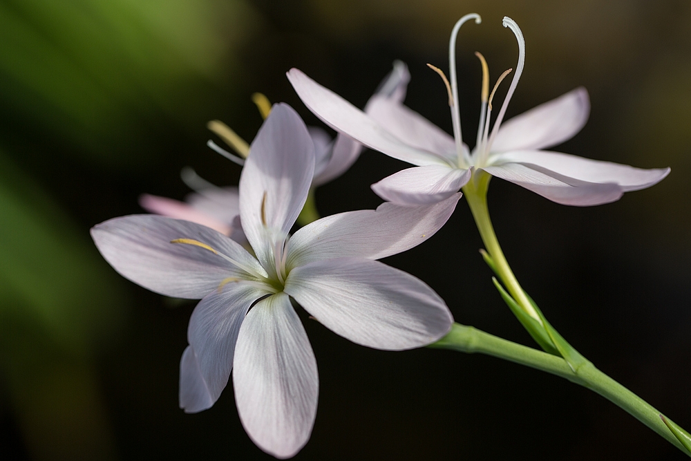 Mittwochsblümchen - Schizostylis coccinea 'Alba'