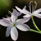 Mittwochsblümchen - Schizostylis coccinea 'Alba'